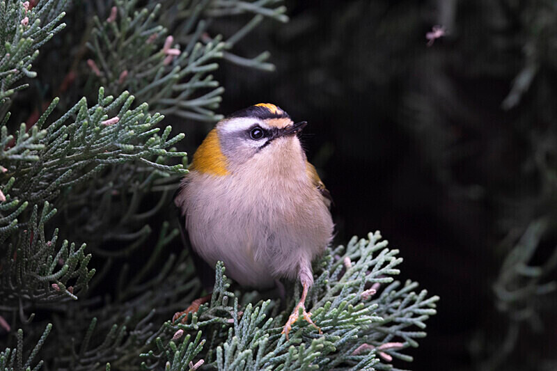  - Roitelet triplebandeau