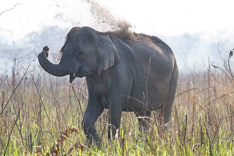 Mud showwer - Manas National Park North East India 2025