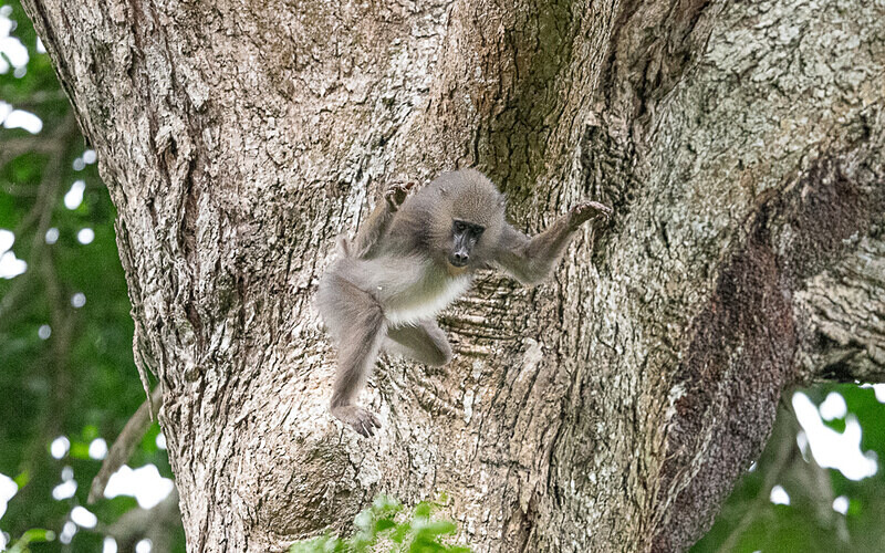 Young mandrill jumping - Parc national de La Lope (Gabon 2024)