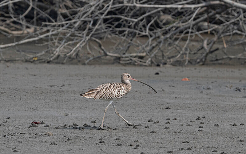 Eurasian Curlew - Sundarban National Park North East India February 2025
