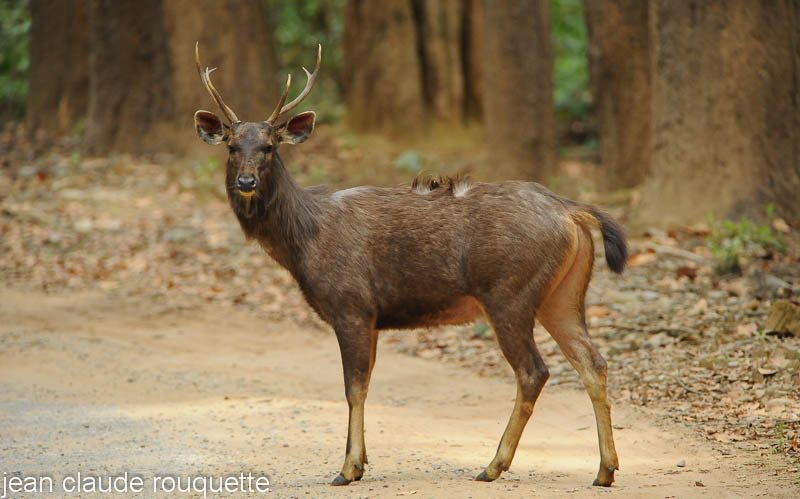 Sambar. - Kanha and Corbet national parks (India 2011)