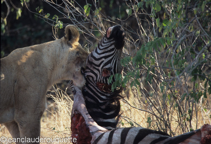 The lionness tries to hide the carcass to avoid other predators - Serengeti N.P. and N'gorongoro Tanzania 1998, 2005 and 2006