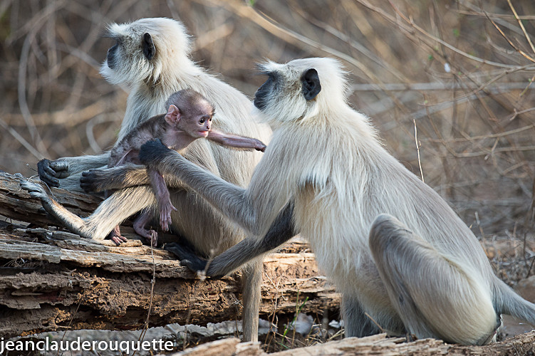  - Pench national park (India 2016)