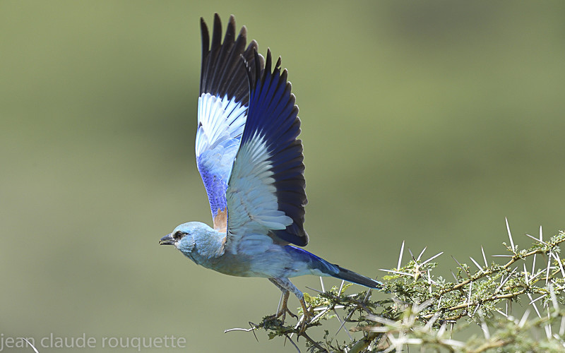 European roller - Serengeti N.P. and N'Gorongoro Tanzania 2018