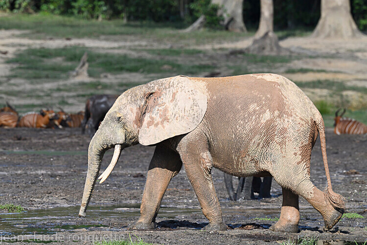  - Dzanga Sangha National Park (République Centrafricaine) 2019