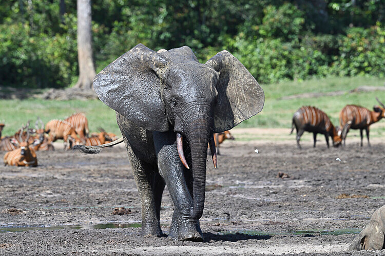  - Dzanga Sangha National Park (République Centrafricaine) 2019