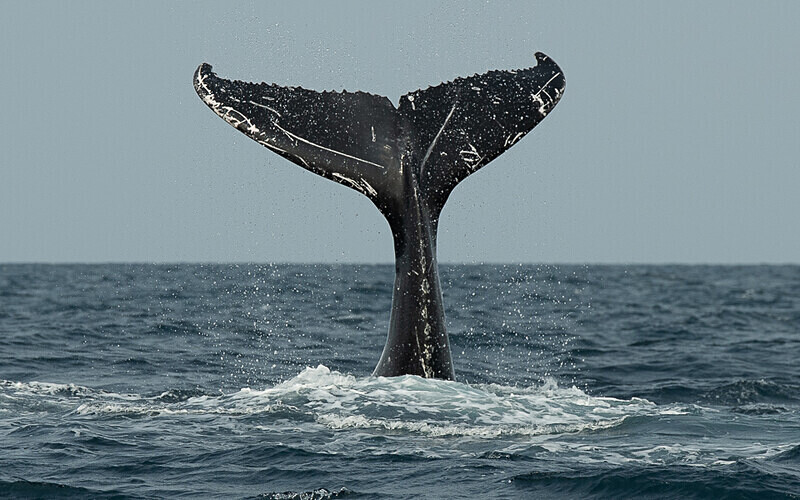 Humpback whale - Loango national park (Gabon 2024)