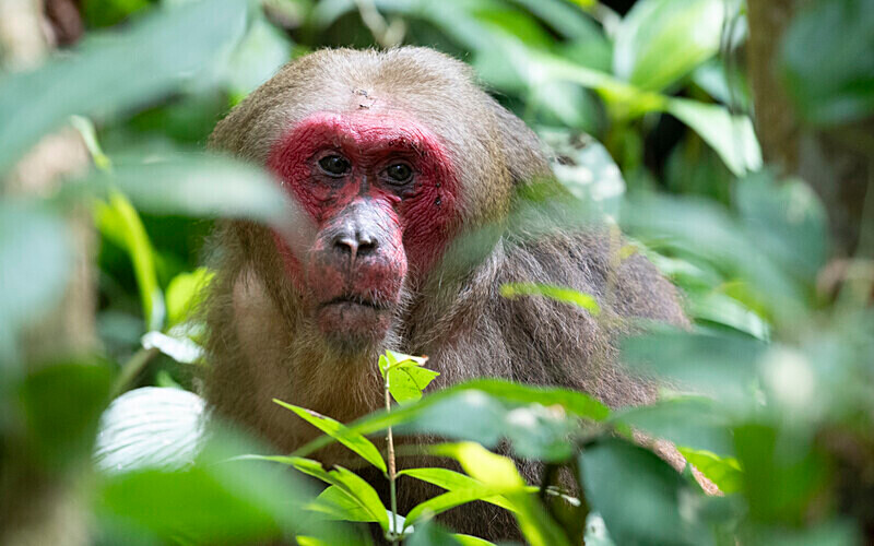 Stump-tailed Macaque male - Hollongapar wildlife sanctuary North East India 2025