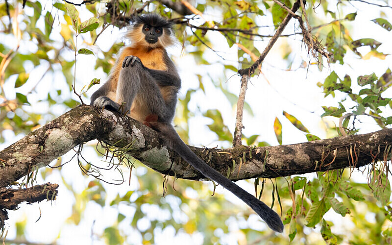 Capped Langur - Manas National Park North East India 2025