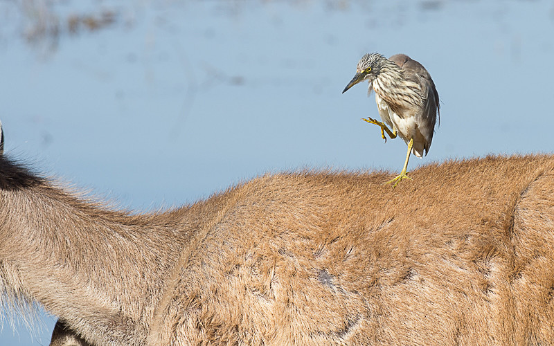 Striated Heron - Ranthambhore 2017