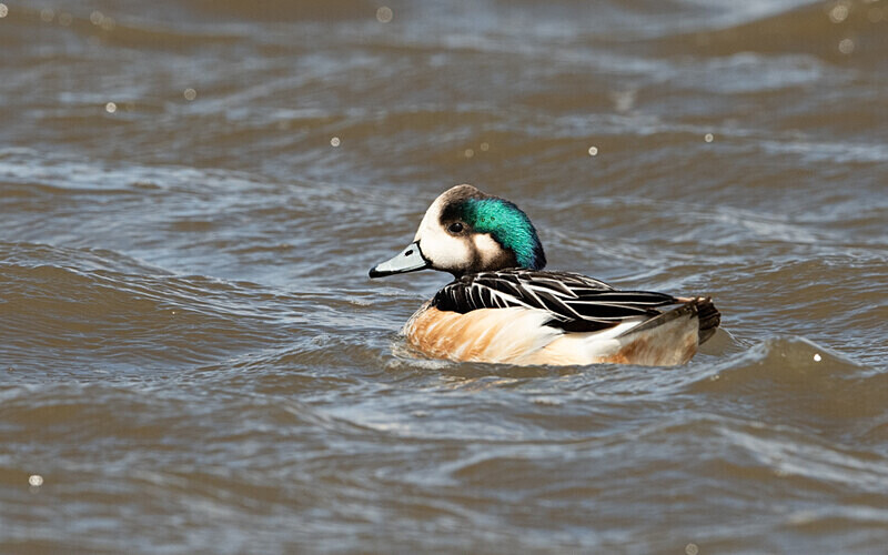 Chileo Wigeon - Patagonie Chilienne: Magellan Channel and Torres del Paine N.P.