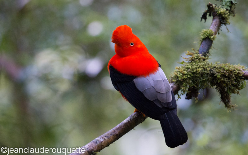 Cock of the rock - Manu national park (Peru 2015)