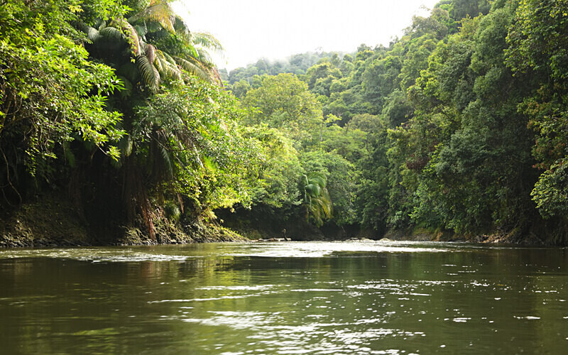 Batang AÏ - Sarawak (avril 2024) Borneo Malaisie