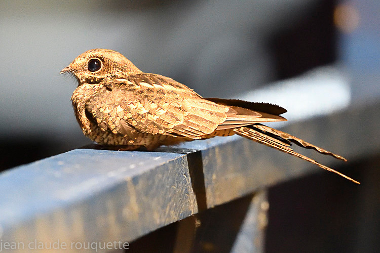 Ladder-tailed Nightjar - Mamiraua (brésil 2018)