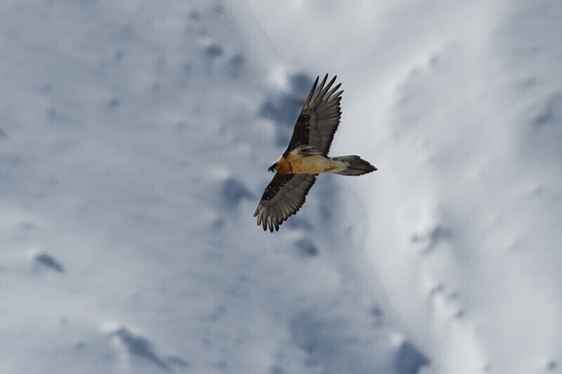 Bearded Vulture - Spiti panthère des neiges  Inde 2023