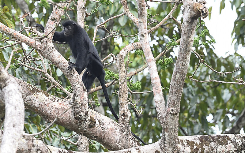 Satanic black Colobus - Parc national de La Lope (Gabon 2024)