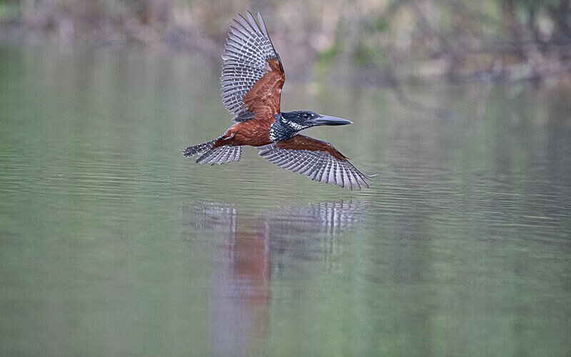 African giant kingfisher - Loango national park (Gabon 2024)