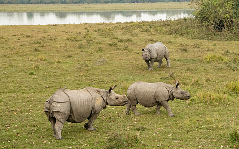 Central gate - Kaziranga National Park Noth East India 2025