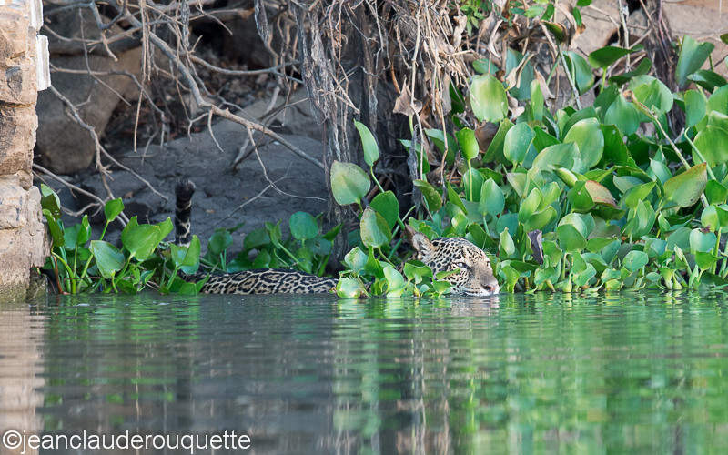 Jaguar swimming in the Paraguay river - Pantanal Brazil 2015