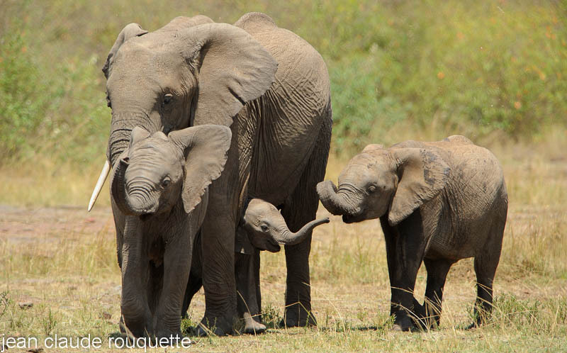 Elephant's family. - Masai mara 2009 oloololo gate (Kenya 2009)