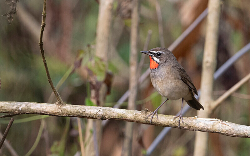 Siberian Ruby Throat - Manas National Park North East India 2025