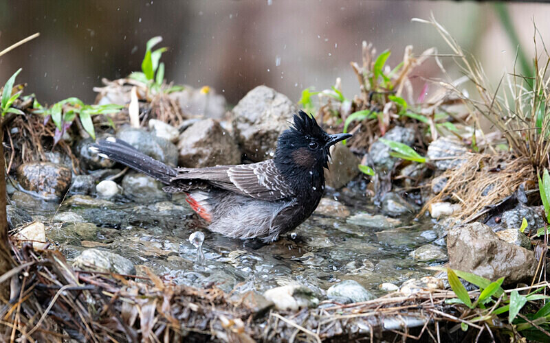 Red-vented Bulbul - Latpanchar