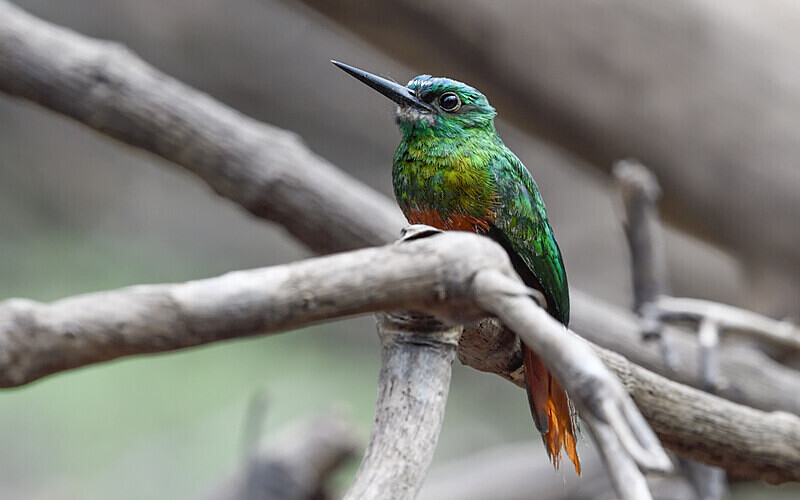 White-Chinned Jacamar - Pacaya Samiria Pérou 2022