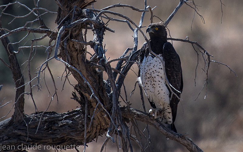 Martial eagle - Kgalagadi transfrontier park (2017)