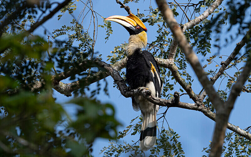 Great Hornbill - Kaziranga National Park Noth East India 2025