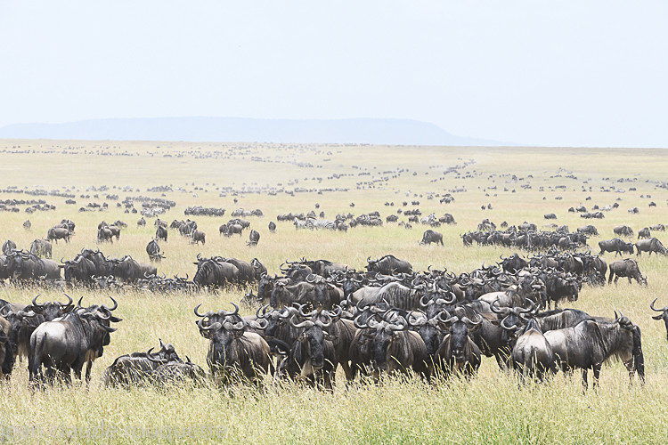  - Serengeti N.P. and N'Gorongoro Tanzania 2018