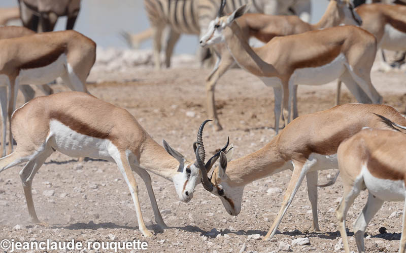 Springbocks fighting - Etosha N.P.(Namibia 2013)