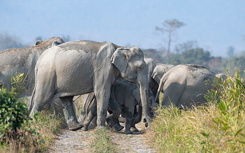 Elephants crossing - Manas National Park North East India 2025