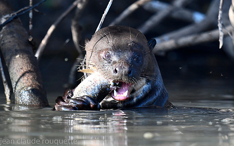  - Pantanal 2018 Porto Jofré