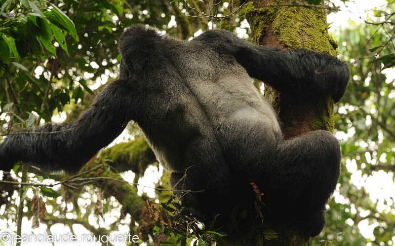 The silver back looking for fruits - Bwindi impenetrable forest Uganda 2012