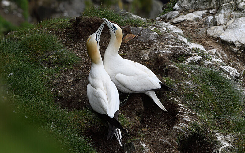 Herma Ness - Shetlands and Cairngorn national park (Scotland)