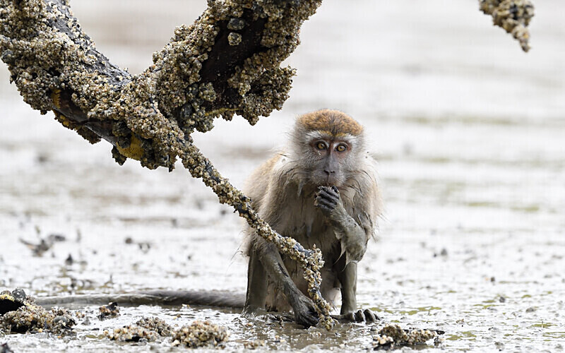 Long tailed macaque - Sarawak (avril 2024) Borneo Malaisie