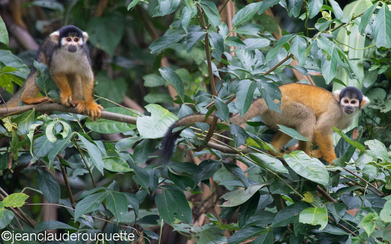 Squirrel Monkeys - Manu national park (Peru 2015)