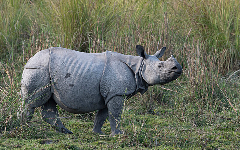  - Manas National Park North East India 2025