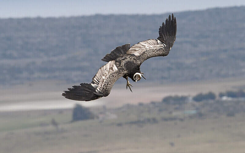 Andean Condor - Patagonie Chilienne: Magellan Channel and Torres del Paine N.P.
