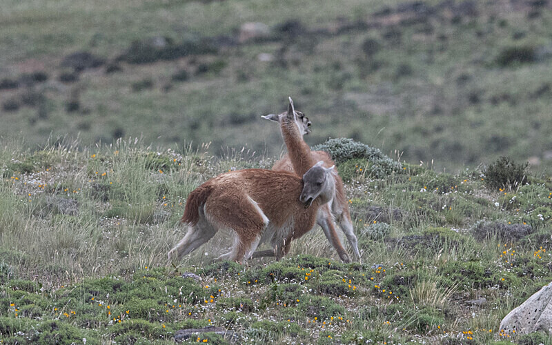 Males guanacos fighting - Patagonie Chilienne: Magellan Channel and Torres del Paine N.P.
