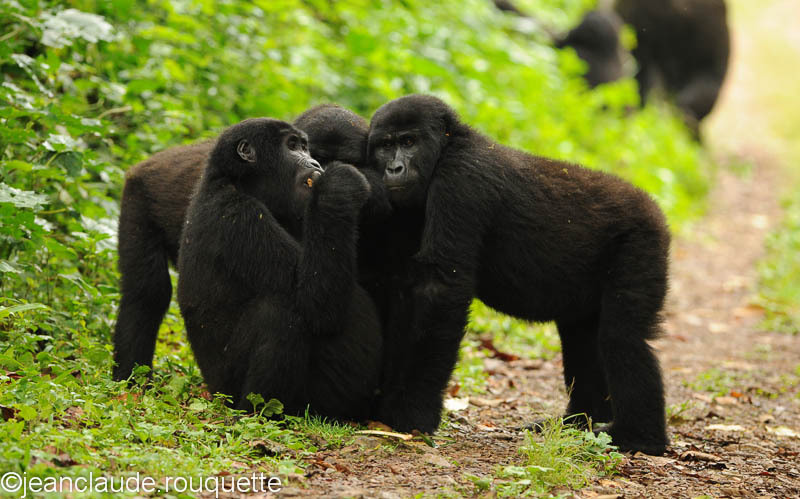 Teenagers' encounter - Bwindi impenetrable forest Uganda 2012
