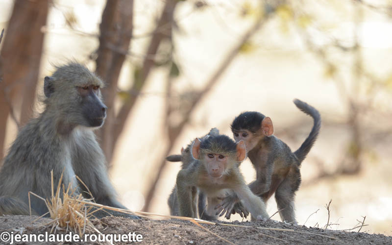 Mother is looking at the children - South Luangwa 2014 (Zambia)