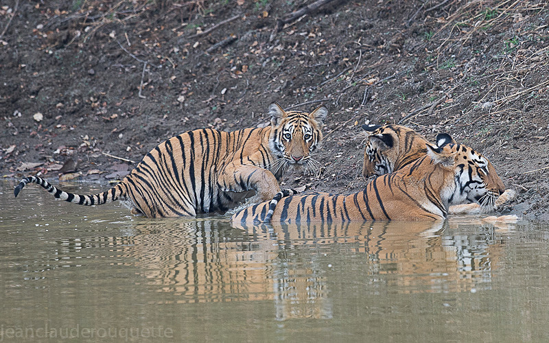  - Tadoba national park (India 2016)