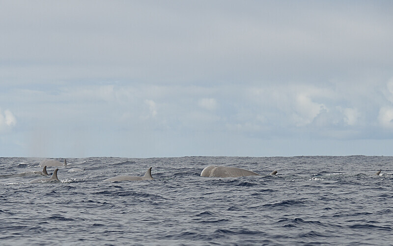 Northern bottlenose whales - Açores 2020