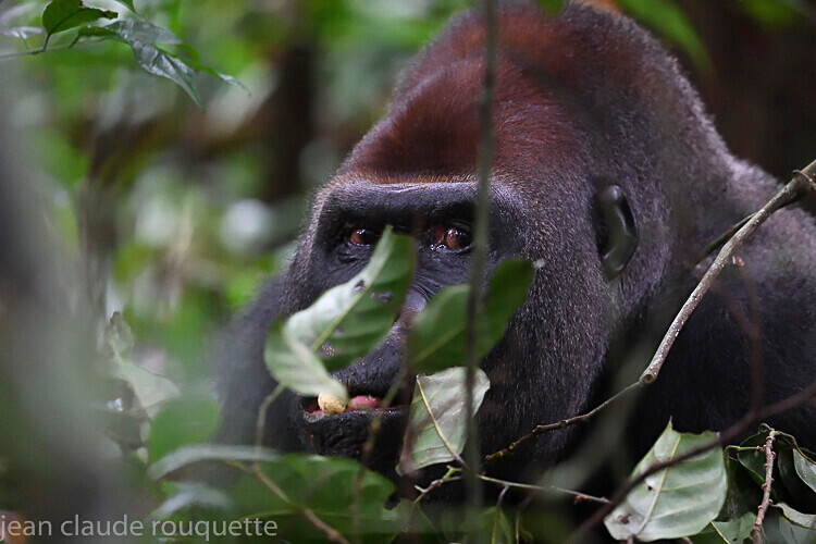 - Dzanga Sangha National Park (République Centrafricaine) 2019