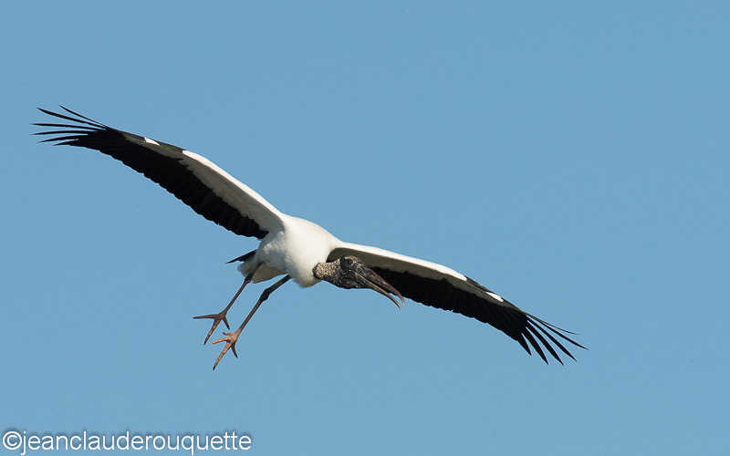Woodstork flying - Pantanal Brazil 2015