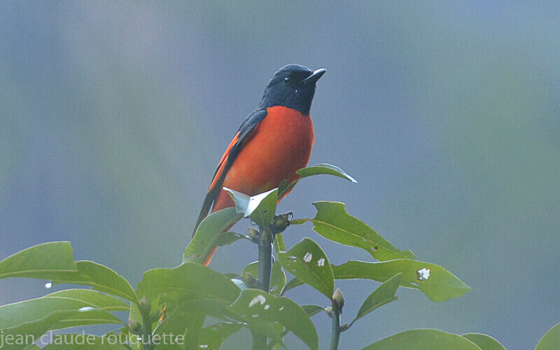 Scarlet Minivet - Annapurna conservation area (Népal 2014)