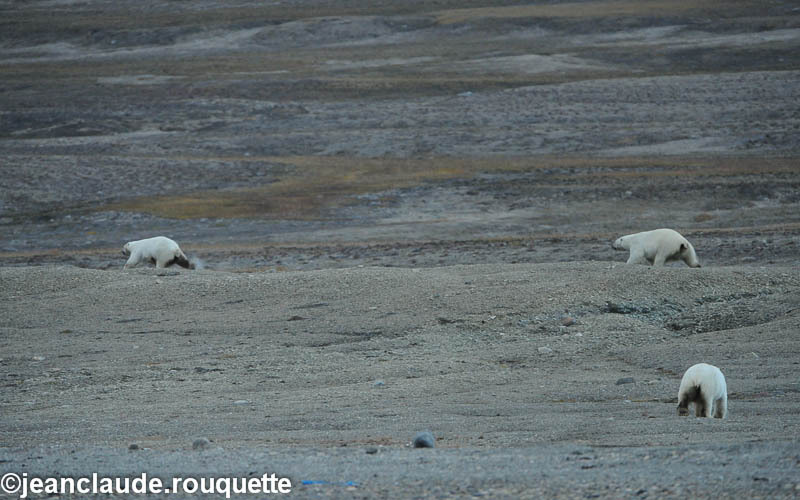 Prince of whales island - North Canada 2012