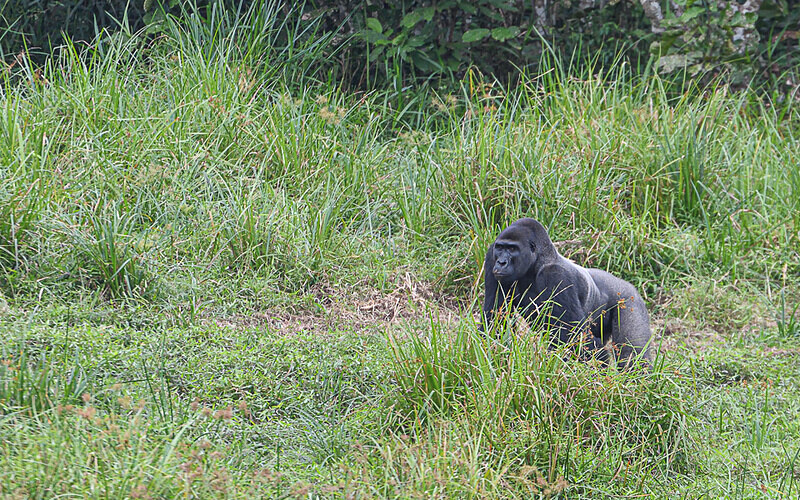 Silver back - Ivindo national park (Gabon 2024)