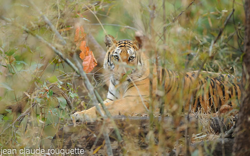 Tigress waiting for the male. - Kanha and Corbet national parks (India 2011)